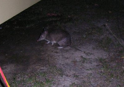 Came across this rare little bandicoot one night on the way back from prawning.
