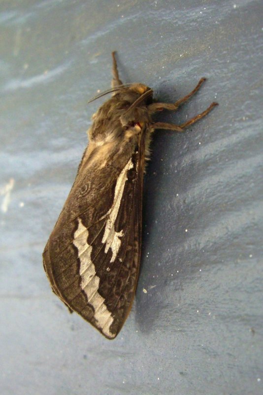 Swift Moth - Coombah.JPG